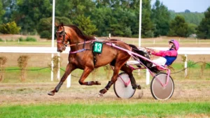 Exciting harness racing scene in Bréhal, Normandy featuring a jockey and horse in action.